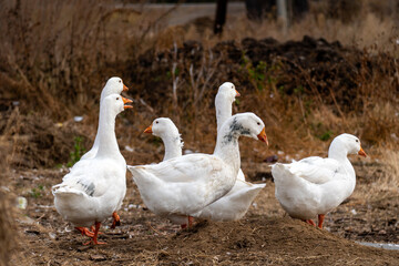 white goose stands on one leg on the shore of the lake. goose breeding. goose farming in rural areas.