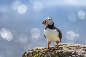 Puffin