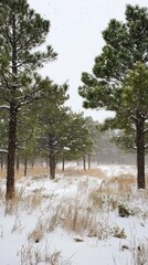 Serene Pine Forest Amidst Gentle Snowfall, Winter Wonderland Landscape