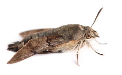 Fototapeta premium Hummingbird hawk-moth, Macroglossum stellatarum isolated on white, side view
