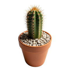 A small potted cactus with spines and pebbles sits on a surface