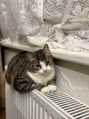 a domestic cat warms itself on a radiator