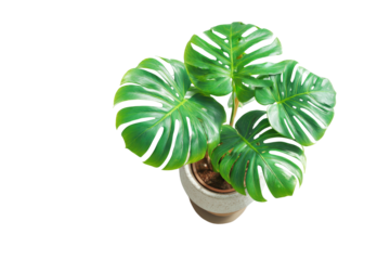 Overhead shot of lush green Monstera deliciosa plant with large, split leaves in a beige pot
