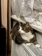 a domestic cat warms itself on a radiator
