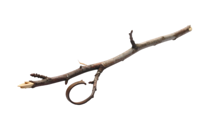 Isolated, twisted brown twig with offshoots against black backdrop