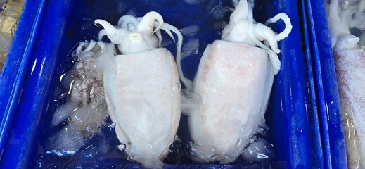 2 Cuttlefish frozen in blue tray with ice inside. Sepia brevimana, Sepia pharaonis has an...