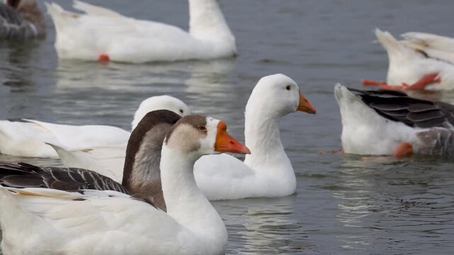 A serene and tranquil scene features a beautiful white Emden goose swimming gracefully across the calm lake surface