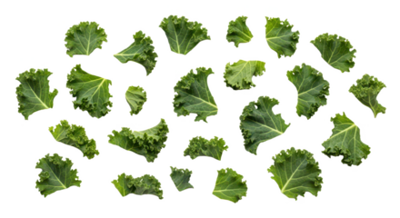 A collection of fresh, curly green kale leaves scattered and isolated on a clean white background, creating a natural pattern for healthy eating