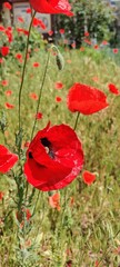 Bright red poppy flowers in a sunny meadow. Perfect for illustrating the beauty of nature, wildflowers or seasonal themes in environmental projects, botanical photography and floral design concepts.