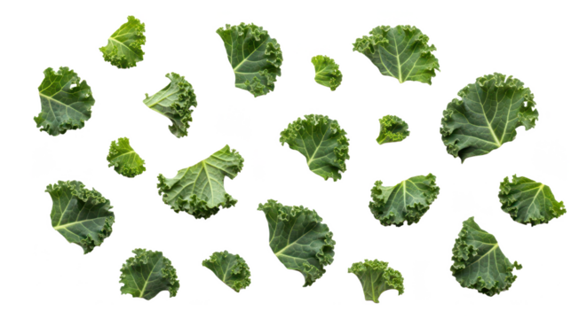 A flat lay of individual fresh kale leaves showing intricate textured veins and curled edges, isolated on a clean white background in a botanical style