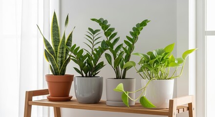 Fototapeta premium Beautiful Indoor Houseplants Add Life To Your Living Space