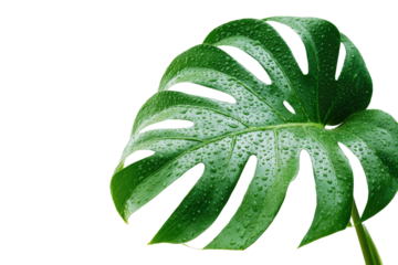 Close-up of a vibrant, textured, tropical leaf with water droplets against a solid black background