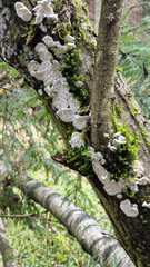 Trametes versicolor on a fallen tree in the forest. Natural texture for background.