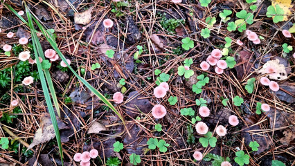 Розовая мелочь Mycena rosella mushroom in the wild forest. Natural texture for background. Selective focus