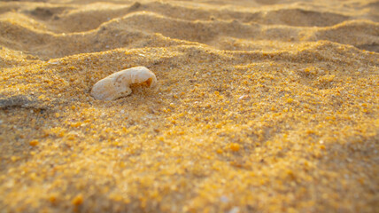 Waves painting poetry on the shore.