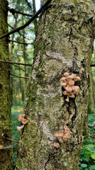 Honey fungus mushrooms on a tree trunk. Natural texture for background.