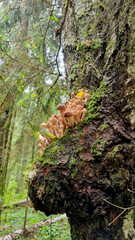 Honey fungus mushrooms on a tree trunk. Natural texture for background.