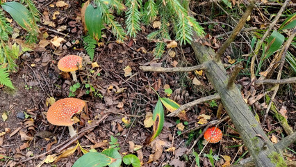 Fly agaric in the wild. Natural texture for background.