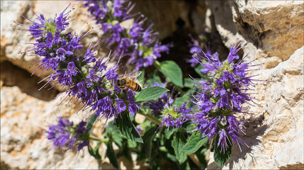 hyssop. Close-up of purple hyssop flowers in a rocky crevice with a bee collecting pollen in sunlight. gardening catalogs, home-decor guides, designed for home decor and floral branding.
