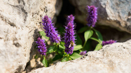 hyssop. Close-up of purple hyssop flowers in a rocky crevice with a bee collecting pollen in sunlight. gardening catalogs, home-decor guides, designed for home decor and floral branding.
