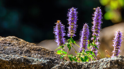 hyssop. Close-up of purple hyssop flowers in a rocky crevice with a bee collecting pollen in sunlight. gardening catalogs, home-decor guides, designed for home decor and floral branding.
