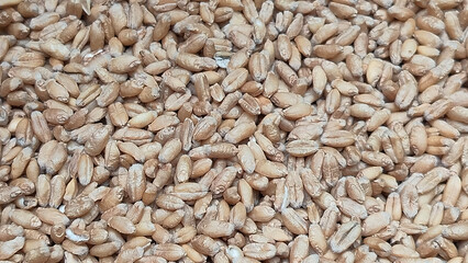 Close up shot of pile of wheat seed.	