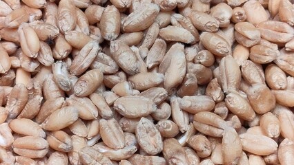 Close up shot of pile of wheat seed.	
