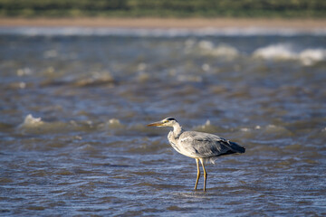Grey Heron Fishing During Hight Tide at Portrane Beach, County Dublin, Ireland