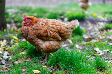 Brown chicken in green grass