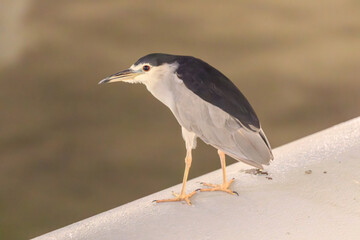 Black-Crowned Night Heron Standing on Concrete Edge in Urban Waterfront Setting