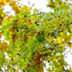 Oak tree branch with acorns and leaves