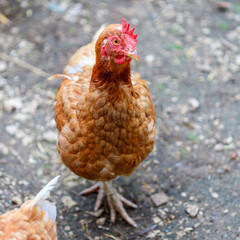 Brown Hen with Red Comb Standing on Dirt Ground