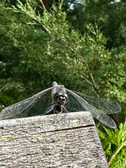 dragonfly in the park