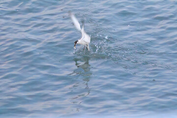 Precision Strike: Seabird Captures Prey Mid-Flight