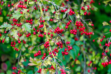 Hawthorn branches with red berries and leaves