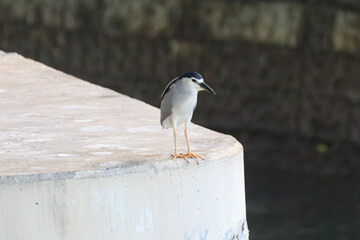 Black-Crowned Night Heron Standing on Concrete Edge in Urban Waterfront Setting