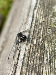 dragonfly in the park