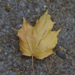 Yellow Maple Leaf on Gray Surface