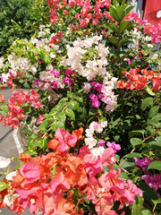 Colorful paper flowers or bougainvillea with the scientific name bougainvillia spectabillis are popular ornamental plants.