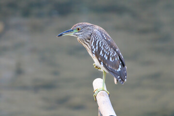 Black-crowned Night Heron Resting on Wooden Perch by Tranquil Waters
