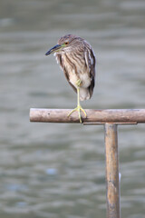 Black-crowned Night Heron Resting on Wooden Perch by Tranquil Waters