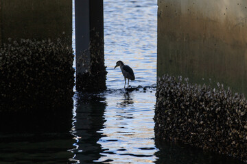 Silent Watch: Heron in Shadow Beneath Barnacled Pillars