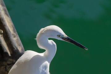 Elegant Focus: White Egret Poised Beside Green Waters