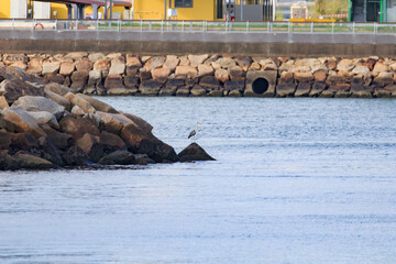 Harbor Sentinel: Heron Perched on Coastal Rocks by Urban Waterfront