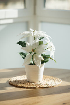 White poinsettia plant in a ribbed ceramic pot on a woven mat, placed on a wooden table in natural sunlight near a bright window interior
