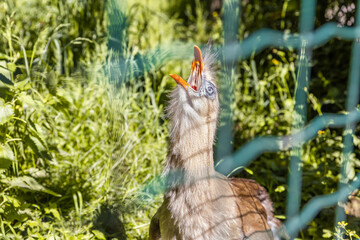Red Legged Seriema sitting in the its enclosure in Prague Zoo in the Czech Republic