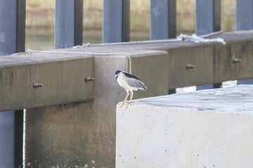 Black-Crowned Night Heron Standing on Concrete Edge in Urban Waterfront Setting