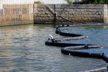 Urban Waterscape: Bird Perched on Floating Barrier in City Canal