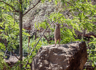 Meerkat stands on a high rock and looks around in its enclosure on territory of Prague Zoo in Czech Republic