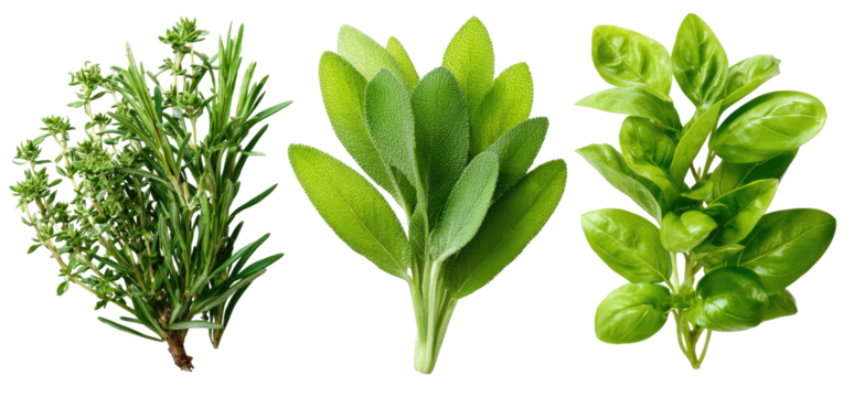 Three leafy green herbs, with distinct shapes and textures, isolated on a black background